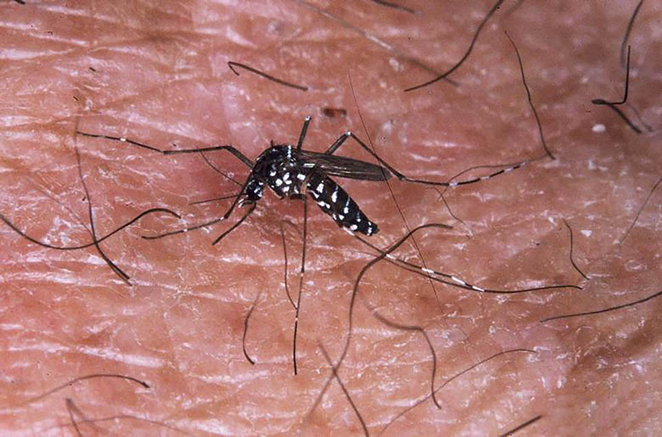 AsianTigerfeeding1.jpg low res.jpg thumbnail
